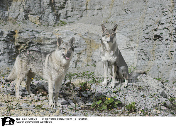 Tschechoslowakische Wolfhunde / Czechoslovakian wolfdogs / SST-08525