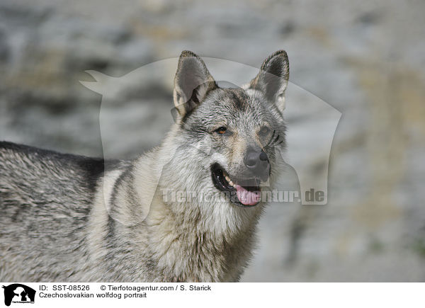 Tschechoslowakischer Wolfhund Portrait / Czechoslovakian wolfdog portrait / SST-08526