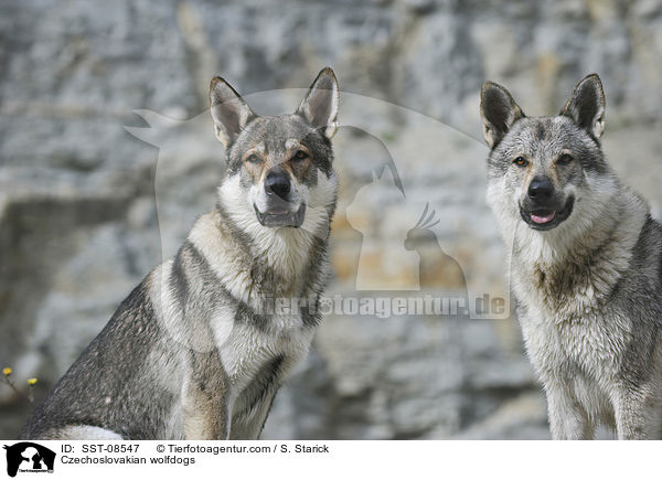 Tschechoslowakische Wolfhunde / Czechoslovakian wolfdogs / SST-08547