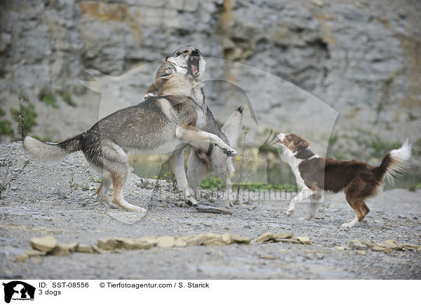 3 dogs / SST-08556