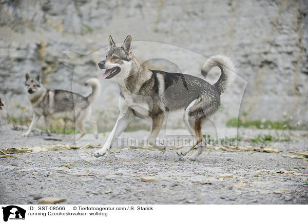 rennender Tschechoslowakischer Wolfhund / running Czechoslovakian wolfdog / SST-08566