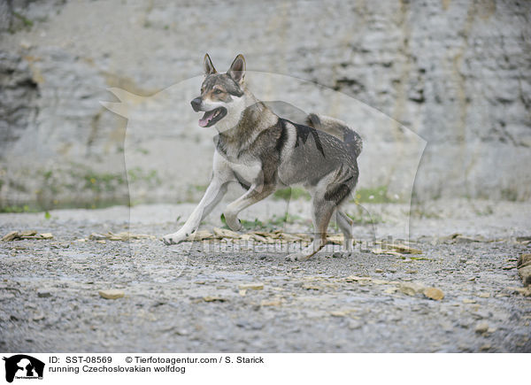 rennender Tschechoslowakischer Wolfhund / running Czechoslovakian wolfdog / SST-08569