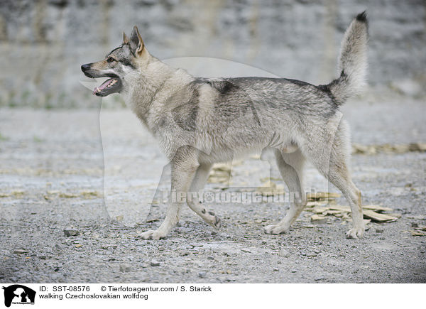 laufender Tschechoslowakischer Wolfhund / walking Czechoslovakian wolfdog / SST-08576