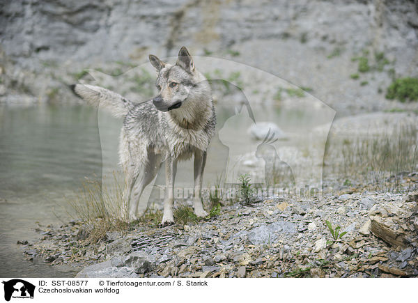 Tschechoslowakischer Wolfhund / Czechoslovakian wolfdog / SST-08577