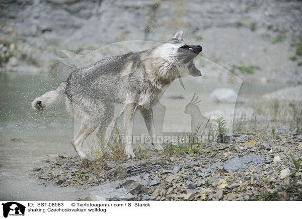 Tschechoslowakischer Wolfhund schttelt sich / shaking Czechoslovakian wolfdog / SST-08583