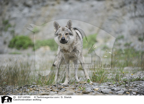 Tschechoslowakischer Wolfhund / Czechoslovakian wolfdog / SST-08584