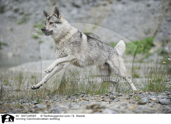 rennender Tschechoslowakischer Wolfhund / running Czechoslovakian wolfdog / SST-08585