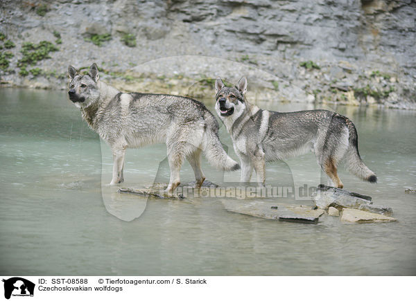 Tschechoslowakische Wolfhunde / Czechoslovakian wolfdogs / SST-08588