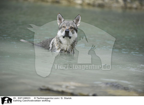 badender Tschechoslowakischer Wolfhund / bathing Czechoslovakian wolfdog / SST-08603