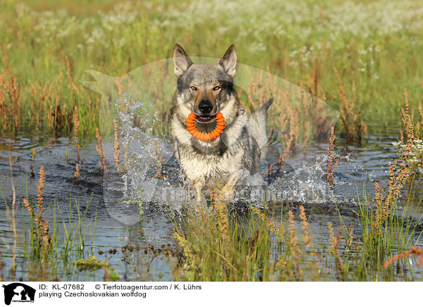 spielender Tschechoslowakischer Wolfshund / playing Czechoslovakian wolfdog / KL-07682