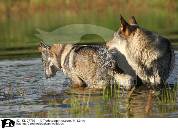 badende Tschechoslowakische Wolfshunde / bathing Czechoslovakian wolfdogs / KL-07706