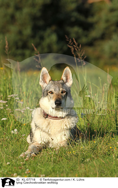 liegende Tschechoslowakischer Wolfshund / lying Czechoslovakian wolfdog / KL-07718