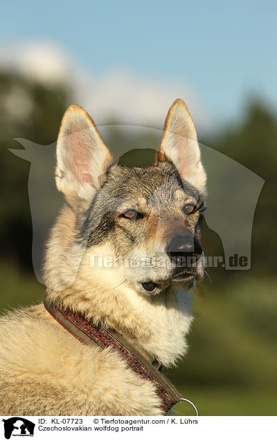 Tschechoslowakischer Wolfshund Portrait / Czechoslovakian wolfdog portrait / KL-07723