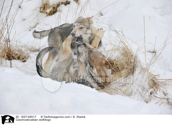 Czechoslovakian wolfdogs / SST-09517