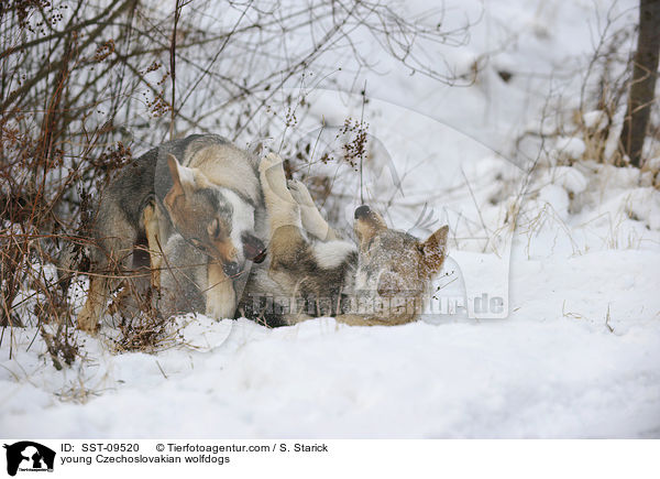 young Czechoslovakian wolfdogs / SST-09520