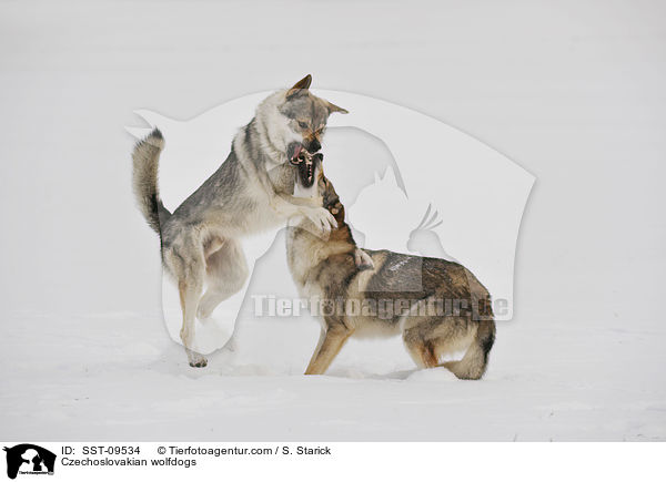 Czechoslovakian wolfdogs / SST-09534