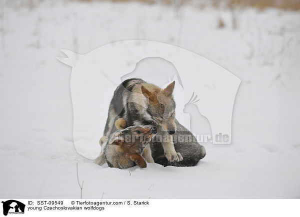 young Czechoslovakian wolfdogs / SST-09549