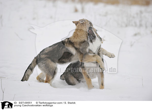 young Czechoslovakian wolfdogs / SST-09551