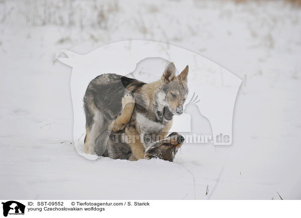 young Czechoslovakian wolfdogs / SST-09552