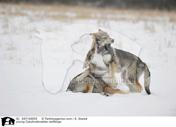 young Czechoslovakian wolfdogs / SST-09555