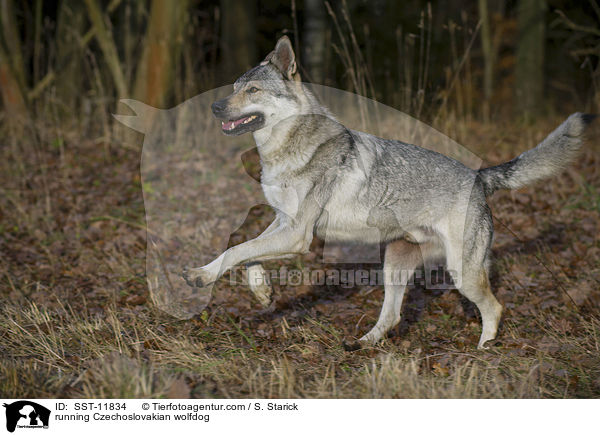 running Czechoslovakian wolfdog / SST-11834