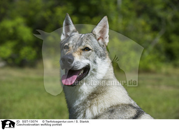 Tschechoslowakischer Wolfshund Portrait / Czechoslovakian wolfdog portrait / SST-13074