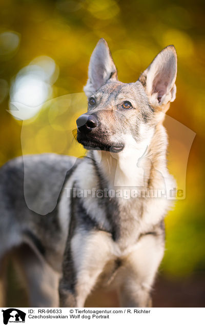 Tschechoslowakischer Wolfhund Portrait / Czechoslovakian Wolf dog Portrait / RR-96633