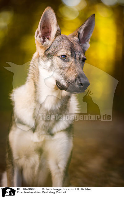 Tschechoslowakischer Wolfhund Portrait / Czechoslovakian Wolf dog Portrait / RR-96666