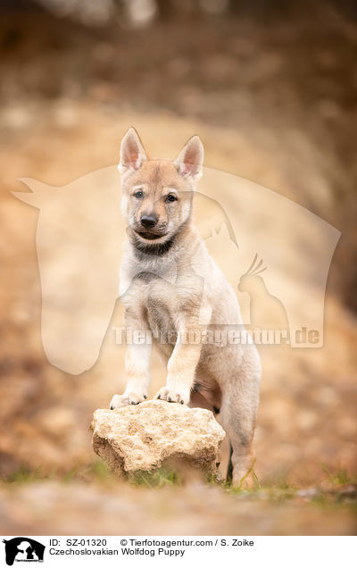 Tschechoslowakischer Wolfshund Welpe / Czechoslovakian Wolfdog Puppy / SZ-01320