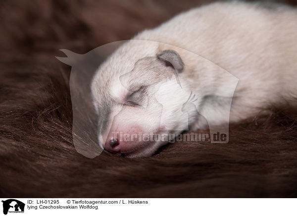 liegender Tschechoslowakischer Wolfshund / lying Czechoslovakian Wolfdog / LH-01295