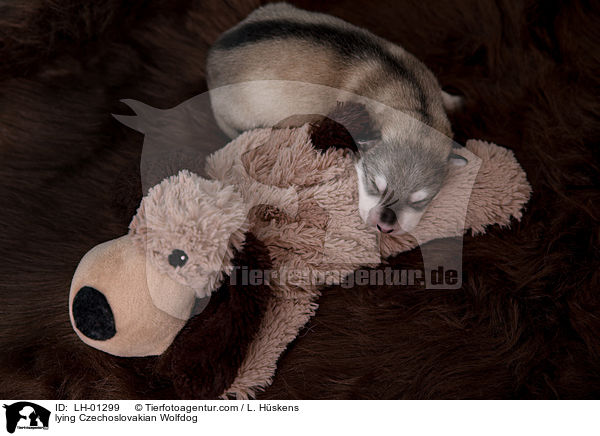 liegender Tschechoslowakischer Wolfshund / lying Czechoslovakian Wolfdog / LH-01299