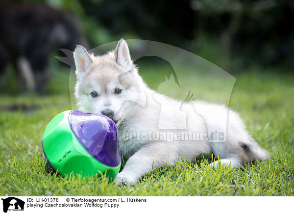 spielende Tschechoslowakischer Wolfshund Welpe / playing Czechoslovakian Wolfdog Puppy / LH-01378