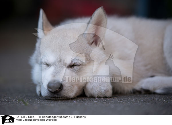liegender Tschechoslowakischer Wolfshund / lying Czechoslovakian Wolfdog / LH-01385