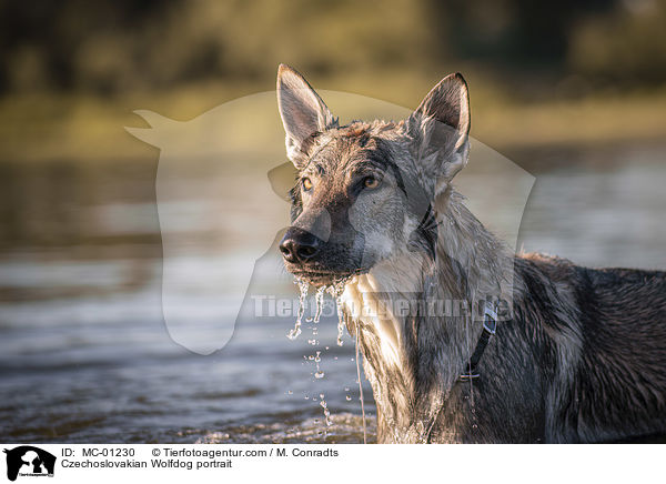 Tschechoslowakischer Wolfshund Portrait / Czechoslovakian Wolfdog portrait / MC-01230