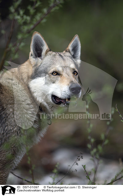 Tschechoslowakischer Wolfshund Portrait / Czechoslovakian Wolfdog portrait / DST-01097