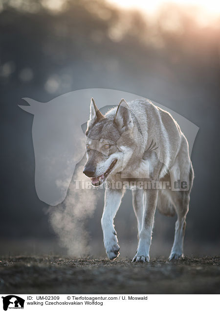 laufender Tschechoslowakischer Wolfhund / walking Czechoslovakian Wolfdog / UM-02309