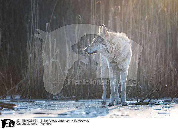 Tschechoslowakischer Wolfhund / Czechoslovakian Wolfdog / UM-02315