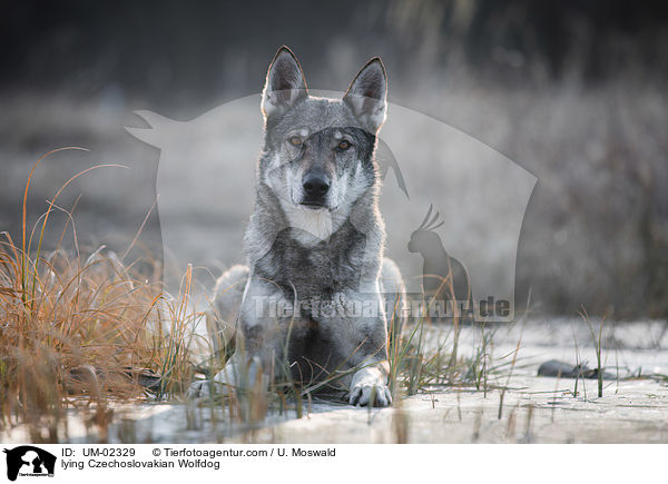 liegender Tschechoslowakischer Wolfhund / lying Czechoslovakian Wolfdog / UM-02329