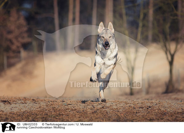 rennender Tschechoslowakischer Wolfhund / running Czechoslovakian Wolfdog / UM-02333