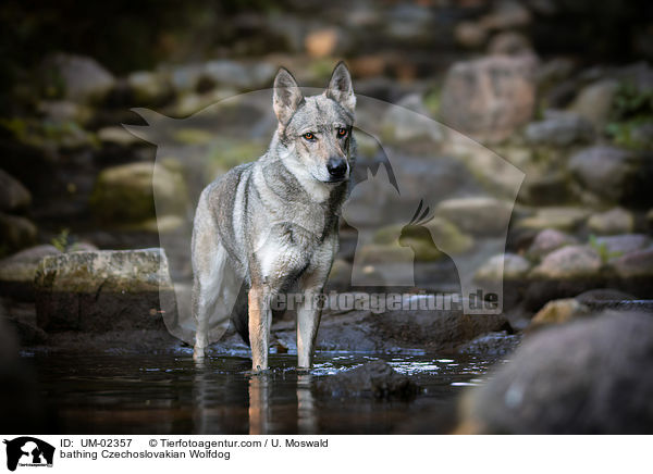 badender Tschechoslowakischer Wolfhund / bathing Czechoslovakian Wolfdog / UM-02357