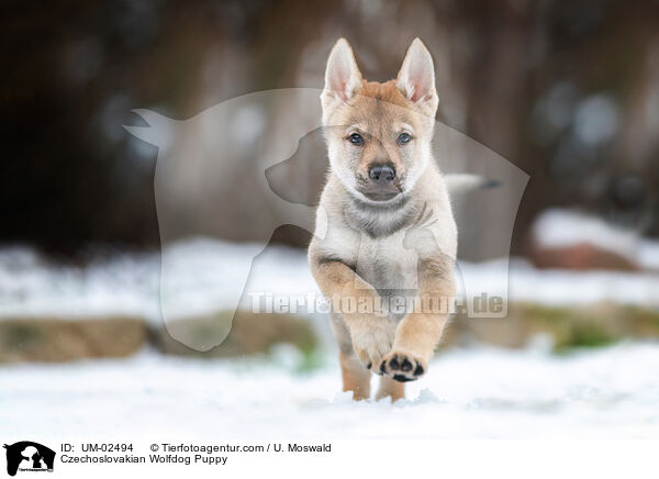 Czechoslovakian Wolfdog Puppy / UM-02494