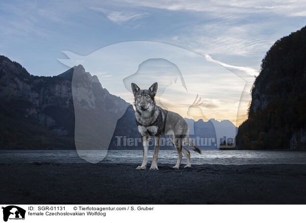 Tschechoslowakischer Wolfshund Hndin / female Czechoslovakian Wolfdog / SGR-01131