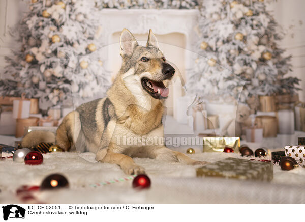 Tschechoslowakischer Wolfhund / Czechoslovakian wolfdog / CF-02051