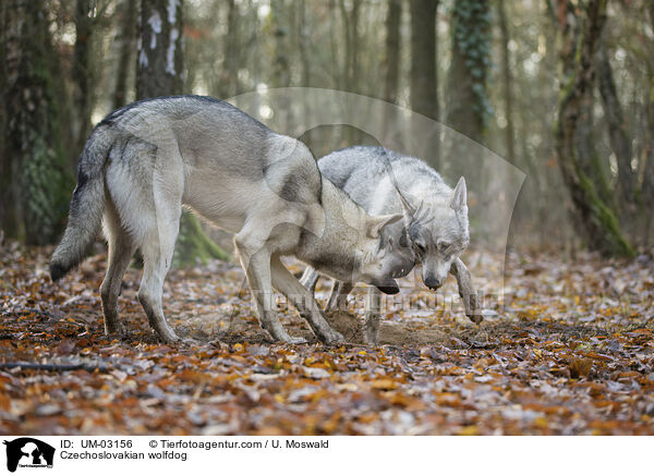 Tschechoslowakischer Wolfhund / Czechoslovakian wolfdog / UM-03156