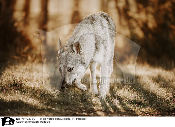 Tschechoslowakischer Wolfhund / Czechoslovakian wolfdog / NP-03779