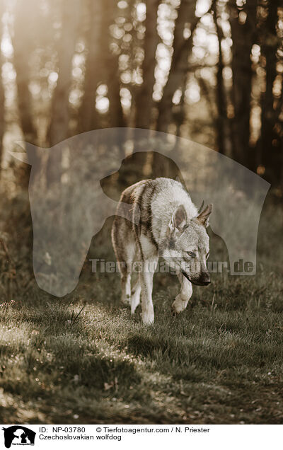 Tschechoslowakischer Wolfhund / Czechoslovakian wolfdog / NP-03780