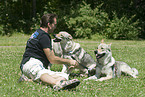 Czechoslovakian Wolfdog