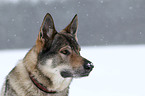 Czechoslovakian wolfdog in snow