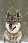 Czechoslovakian wolfdog in snow
