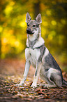 sitting Czechoslovakian Wolf dog